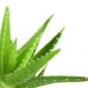 Healing yourself from your kitchen, Exiting Pantry Healers. | Posheum Aloe
