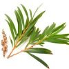 Healing yourself from your kitchen, Exiting Pantry Healers. | Posheum tea tree